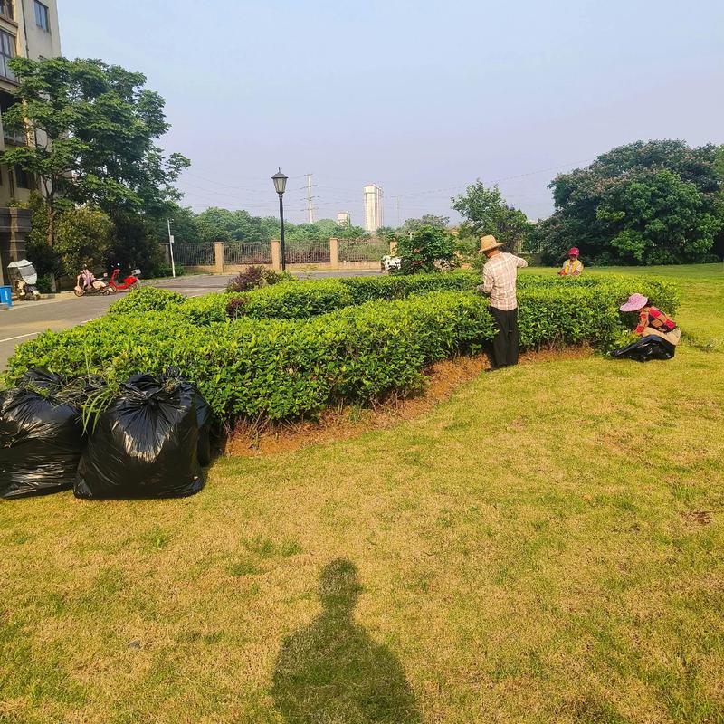 市政景观绿化